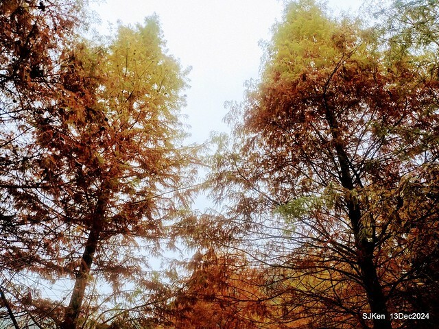 2024.12.13 造訪苗栗縣南庄雲水溫泉度假莊園落羽松湖秘境莊園(Bald Cypress lake landscape at Cloud-Water Resort Villa),   , Miaoli county, North Taiwan, photos by SJKen , Dec 13, 2024.