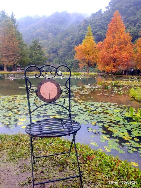 2024.12.13 造訪苗栗縣南庄雲水溫泉度假莊園落羽松湖秘境莊園(Bald Cypress lake landscape at Cloud-Water Resort Villa),   , Miaoli county, North Taiwan, photos by SJKen , Dec 13, 2024.