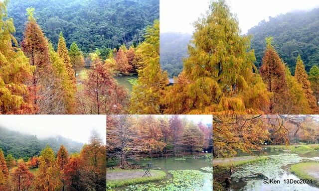 2024.12.13 造訪苗栗縣南庄雲水溫泉度假莊園落羽松湖秘境莊園(Bald Cypress lake landscape at Cloud-Water Resort Villa),   , Miaoli county, North Taiwan, photos by SJKen , Dec 13, 2024.