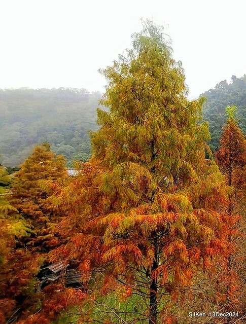 2024.12.13 造訪苗栗縣南庄雲水溫泉度假莊園落羽松湖秘境莊園(Bald Cypress lake landscape at Cloud-Water Resort Villa),   , Miaoli county, North Taiwan, photos by SJKen , Dec 13, 2024.
