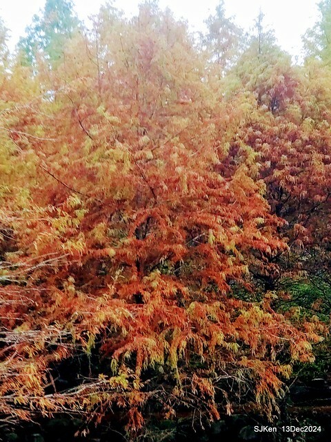 2024.12.13 造訪苗栗縣南庄雲水溫泉度假莊園落羽松湖秘境莊園(Bald Cypress lake landscape at Cloud-Water Resort Villa),   , Miaoli county, North Taiwan, photos by SJKen , Dec 13, 2024.