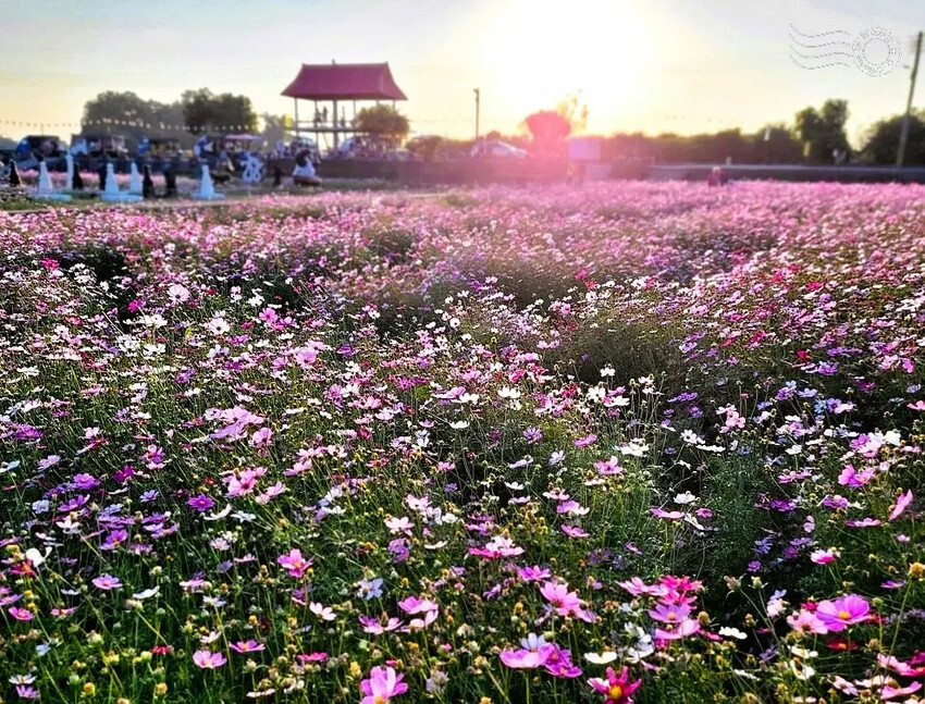 彰化田中【望高瞭花海季】