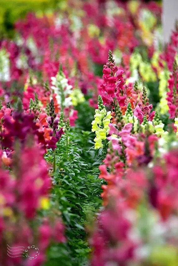 九族文化村:水沙連歐式宮廷花園