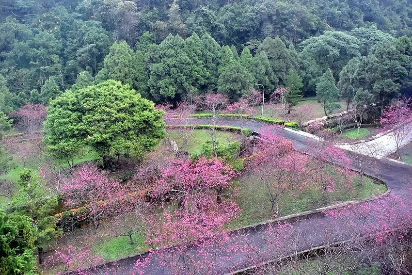 九族文化村:櫻花林
