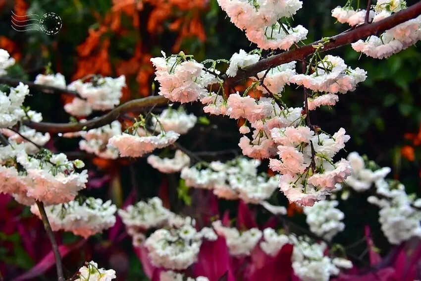 九族文化村:白色八重櫻