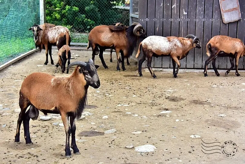 台開心農場:喀麥隆綿羊 台開心農場:喀麥隆綿羊