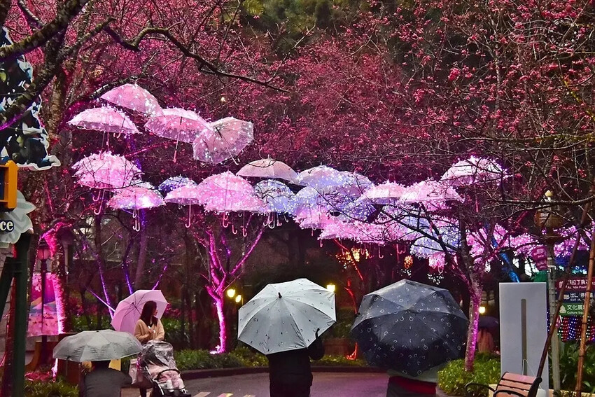 九族文化村:夜櫻