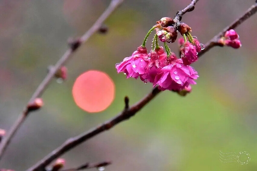 九族文化村:櫻花