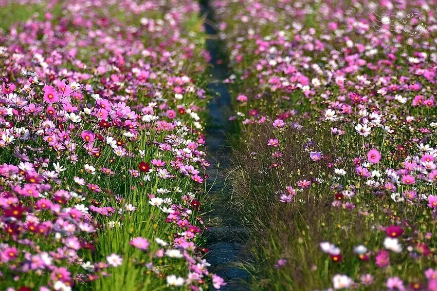 彰化田中【望高瞭花海季】