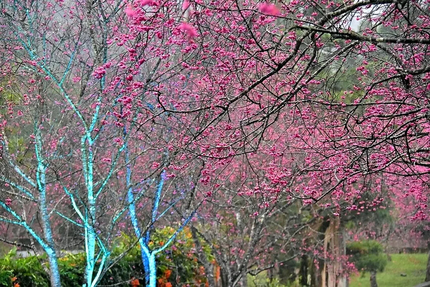 九族文化村:櫻花