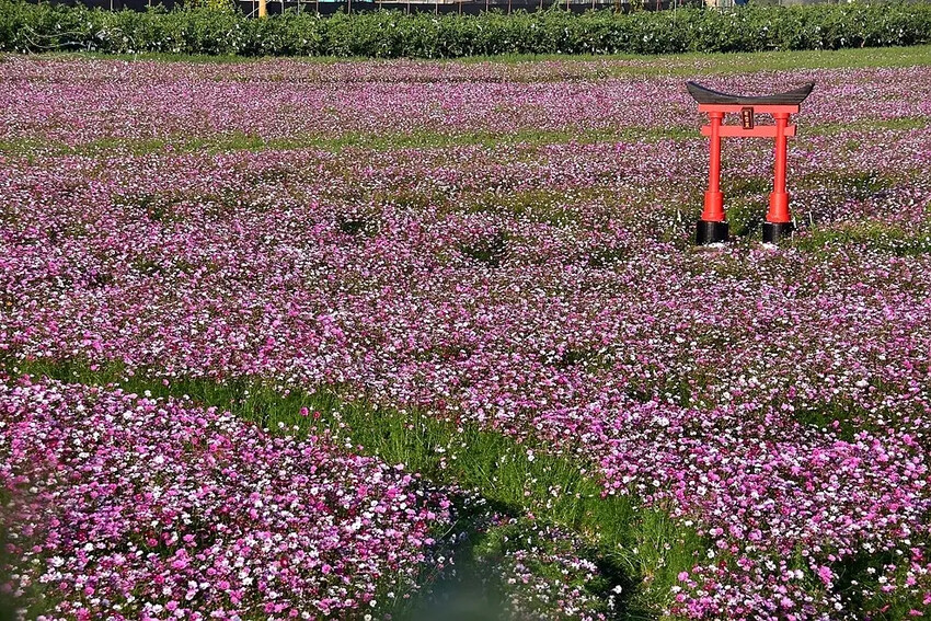 彰化田中【望高瞭花海季】