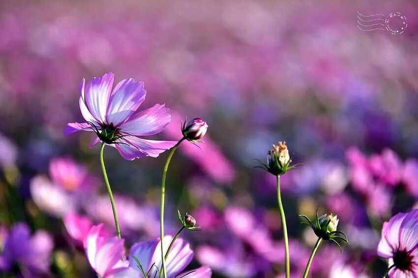 彰化田中【望高瞭花海季】