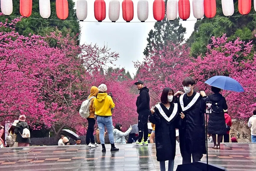 九族文化村:百重櫻