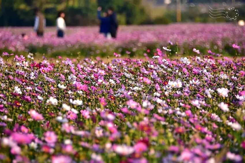 彰化田中【望高瞭花海季】