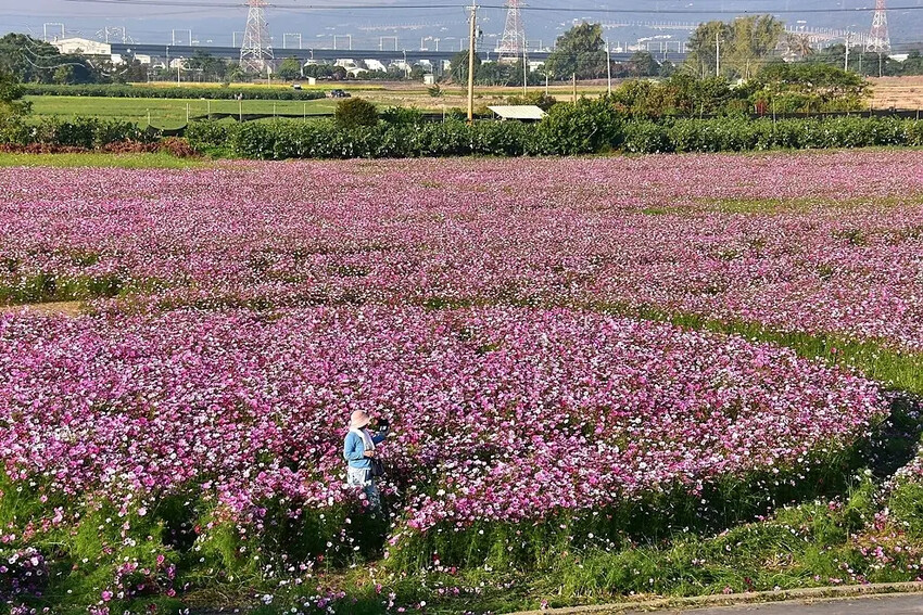 彰化田中【望高瞭花海季】
