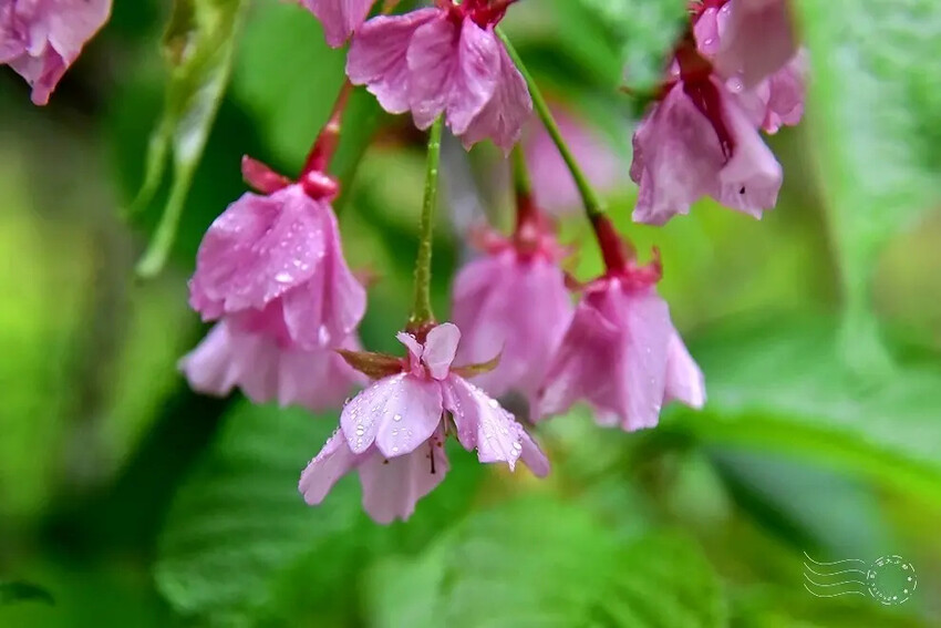 九族文化村:枝垂櫻