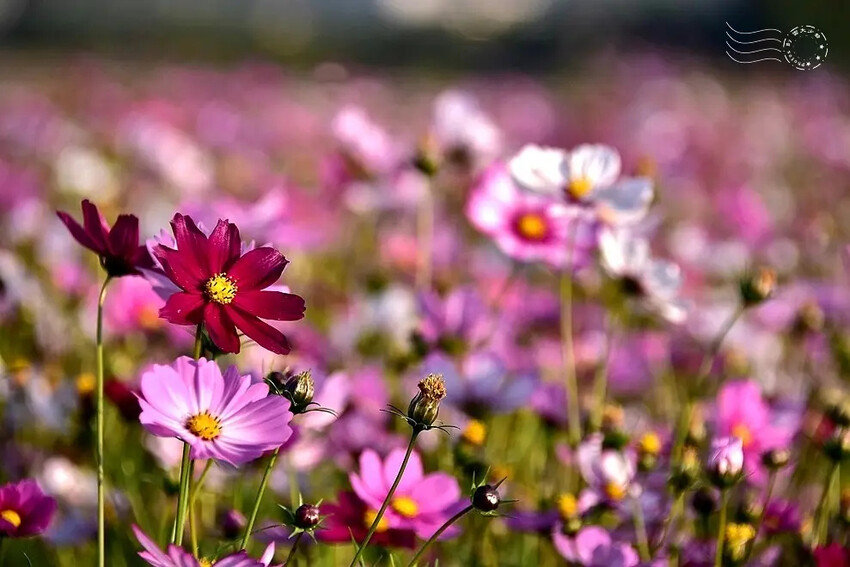 彰化田中【望高瞭花海季】