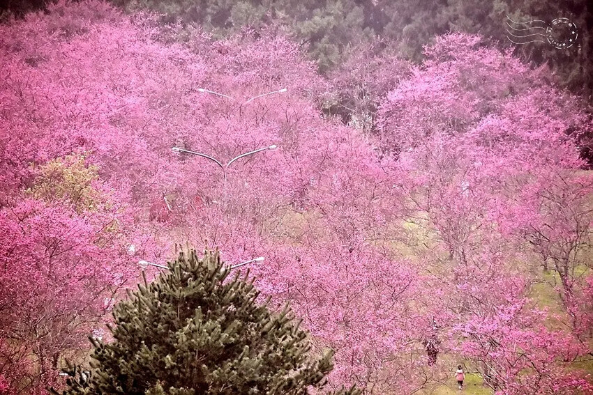 九族文化村:櫻花林