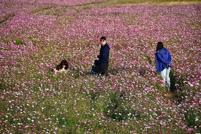 彰化田中【望高瞭花海季】