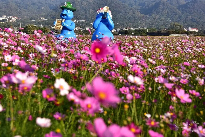 彰化田中【望高瞭花海季】