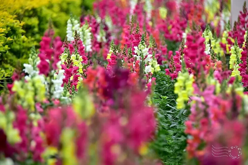 九族文化村:水沙連歐式宮廷花園