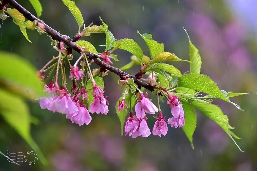 九族文化村:枝垂櫻
