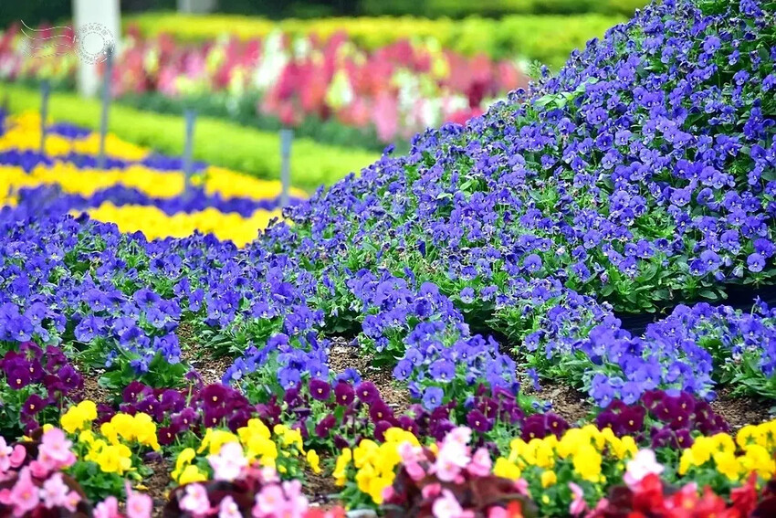 九族文化村:水沙連歐式宮廷花園