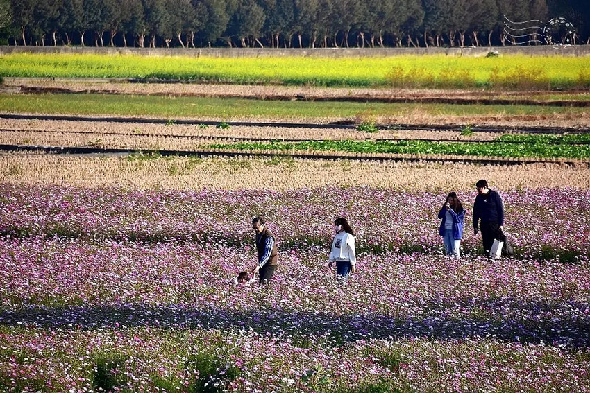 彰化田中【望高瞭花海季】