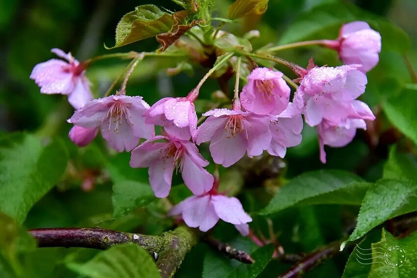 九族文化村:枝垂櫻