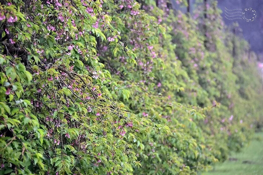 九族文化村:枝垂櫻