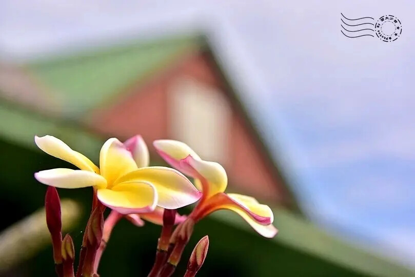 台開心農場 台開心農場