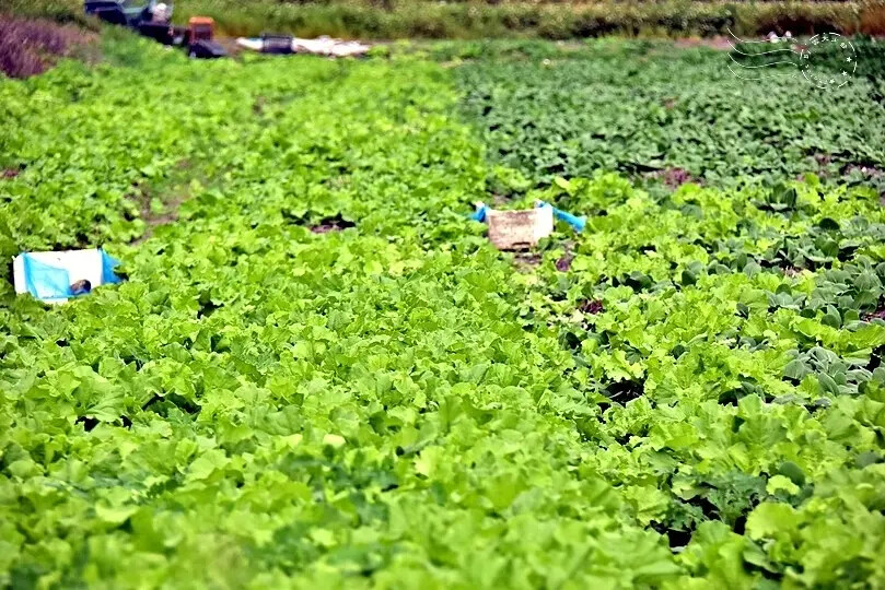 台開心農場 台開心農場
