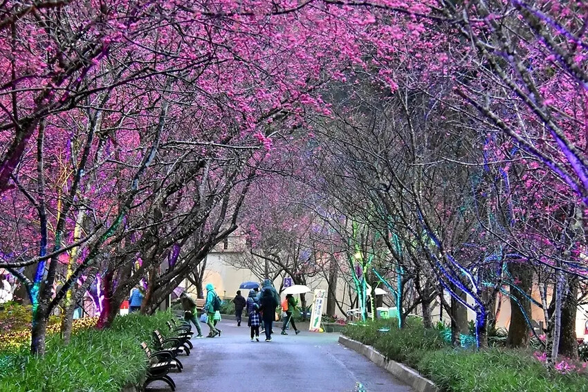 九族文化村:櫻花