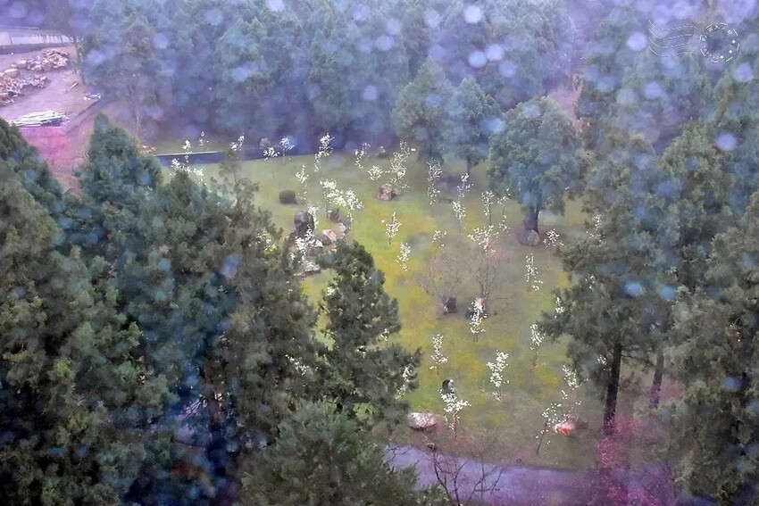 九族文化村:櫻花