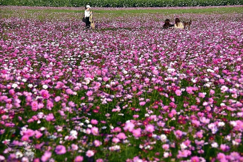 彰化田中【望高瞭花海季】