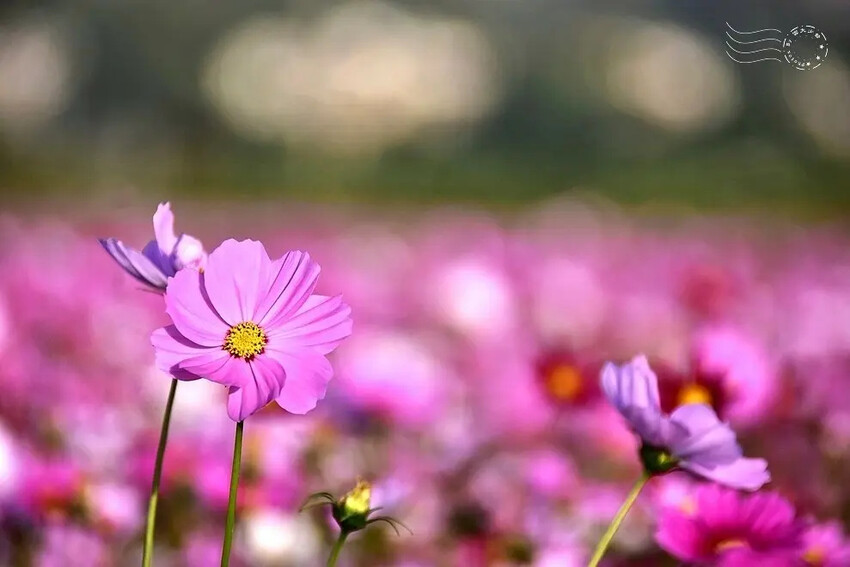 彰化田中【望高瞭花海季】