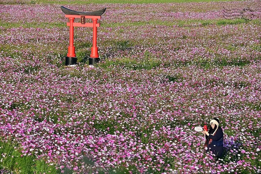 彰化田中【望高瞭花海季】