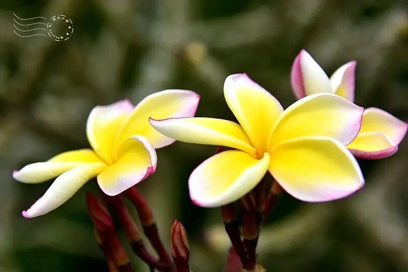 台開心農場 台開心農場