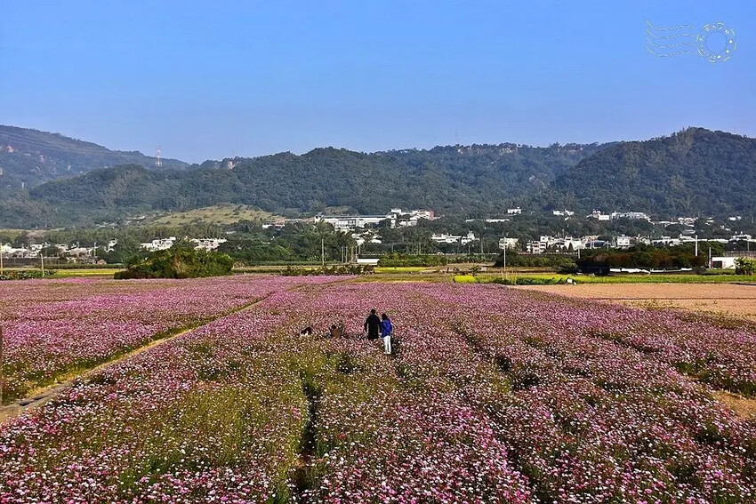 彰化田中【望高瞭花海季】