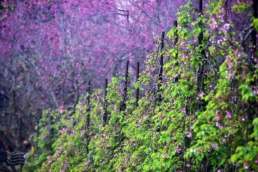 九族文化村:枝垂櫻