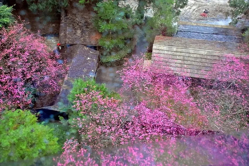 九族文化村:櫻花