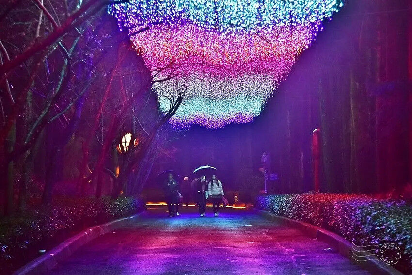 九族文化村:夜櫻