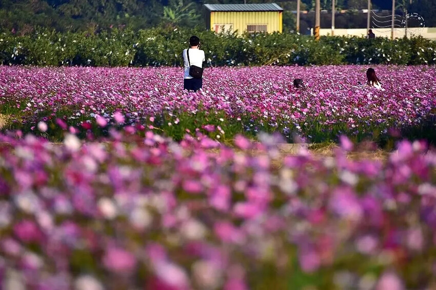 彰化田中【望高瞭花海季】