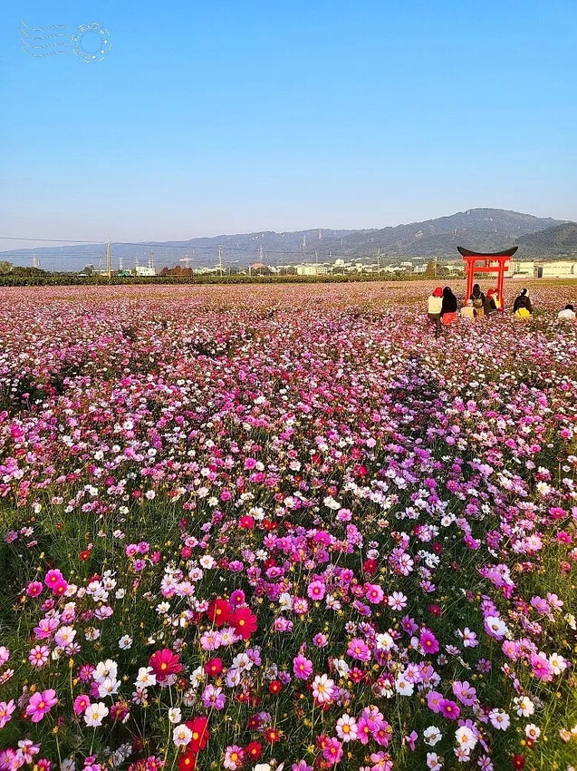 彰化田中【望高瞭花海季】