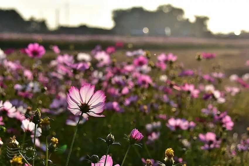 彰化田中【望高瞭花海季】