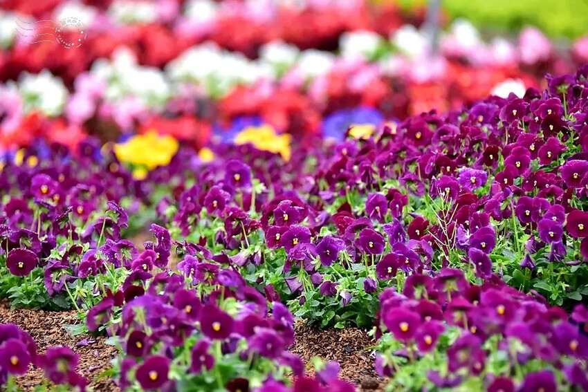 九族文化村:水沙連歐式宮廷花園
