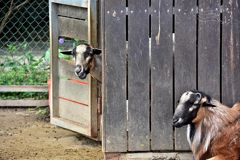 台開心農場 台開心農場