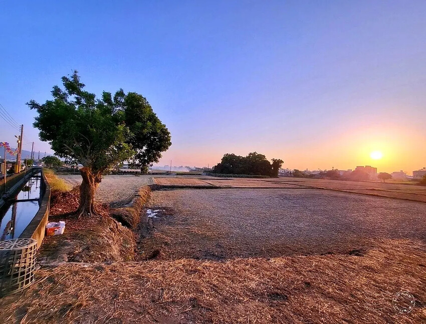 彰化田中望高瞭稻田夕景