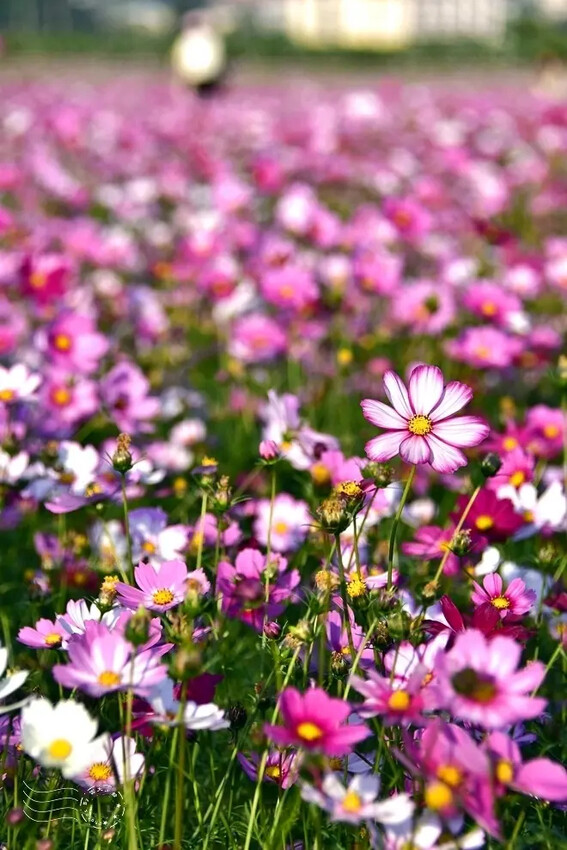 彰化田中【望高瞭花海季】