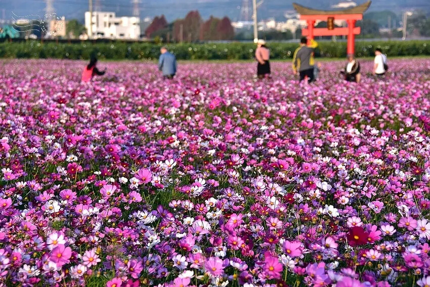 彰化田中【望高瞭花海季】